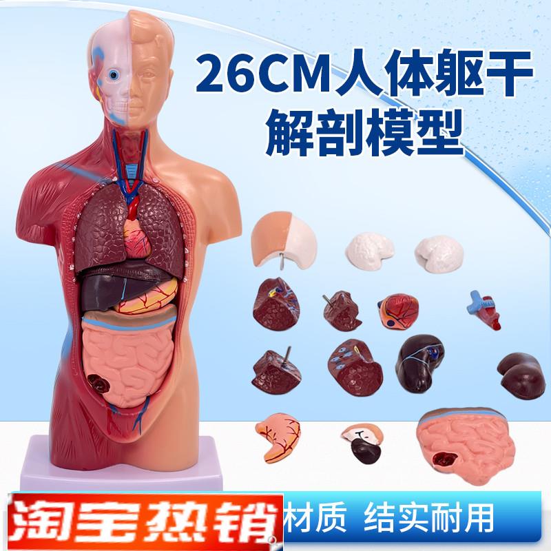 28CMb人体解剖模型心脏大脑人体结构模型医学器官躯干教学内脏模