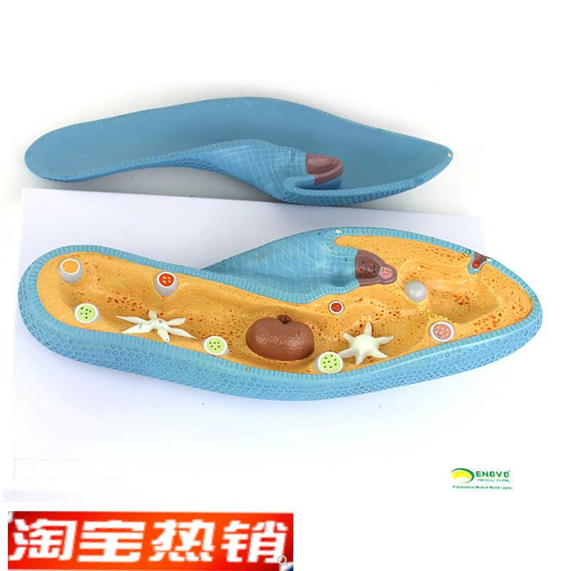 ENOVaO颐诺高品质草履虫模型细胞生物学微生物教学演示模型标本教