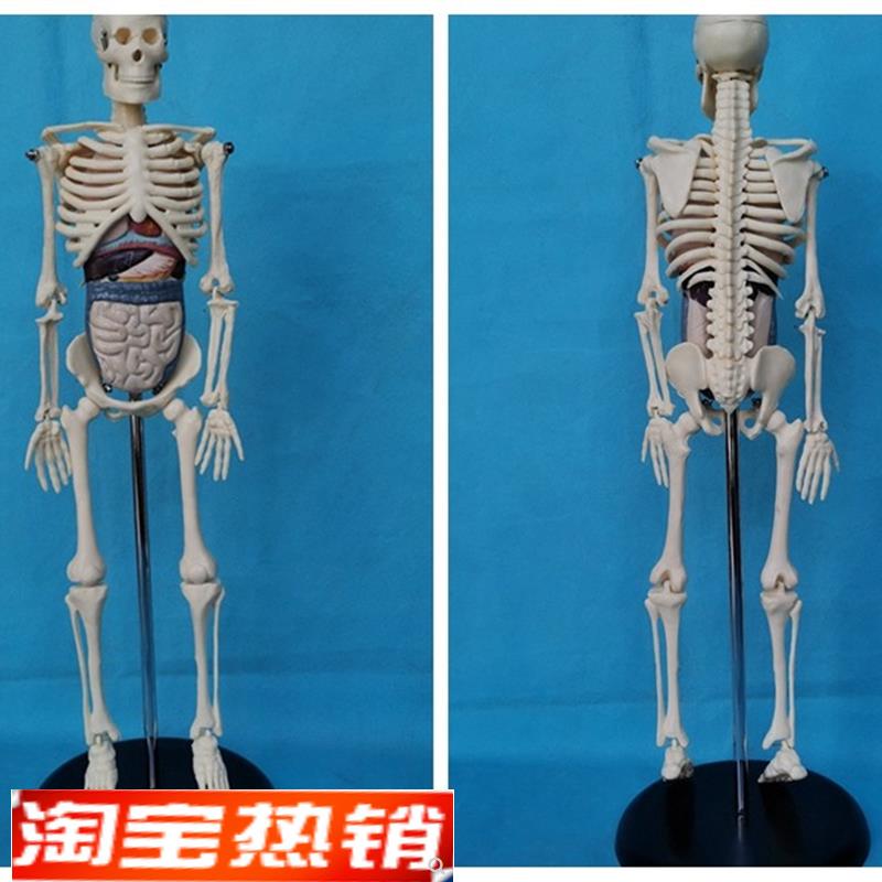 45CM人体骨骼拼装模型附内y脏益智玩具骷髅骨架教学医用展示讲