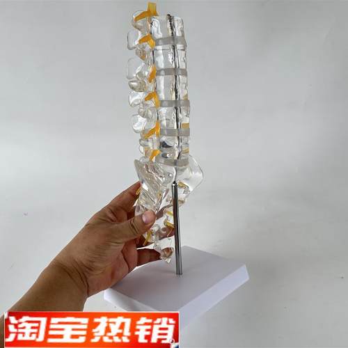 透明腰椎带尾骨模型椎间盘脊神经骶骨尾椎骨脊椎脊柱骨.科立体教