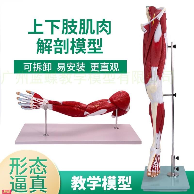 上下肢肌肉附血管神经模型手臂肌肉解剖人体肌肉构造运动系统