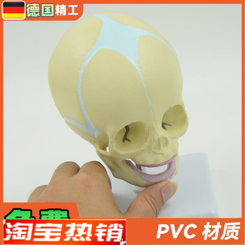 德国】婴儿头颅模型幼儿头骨模y型儿科小型头颅骨带底座可旋转骨