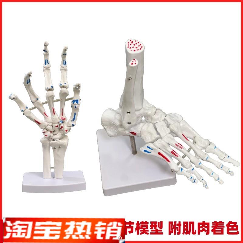 着色脚关节模型脚骨骼模型足关节肌肉起止点N脚骨手骨模型脚部结