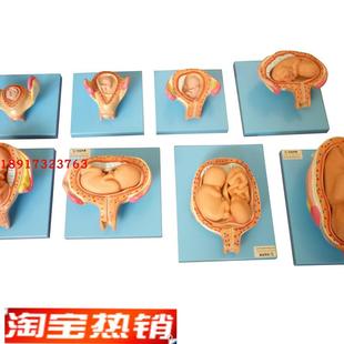 高级妊娠胚胎发育l过程模型子宫胎儿发育教学胎儿发育过程模型