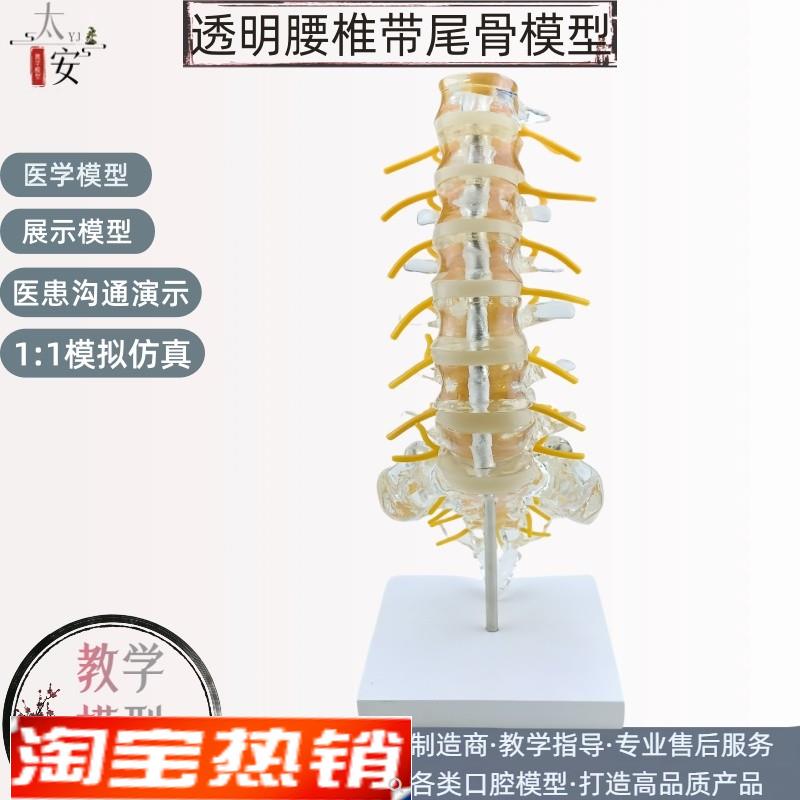 透明腰椎带尾骨椎间盘脊神经骶骨C尾椎骨模型脊椎脊柱骨科立体教