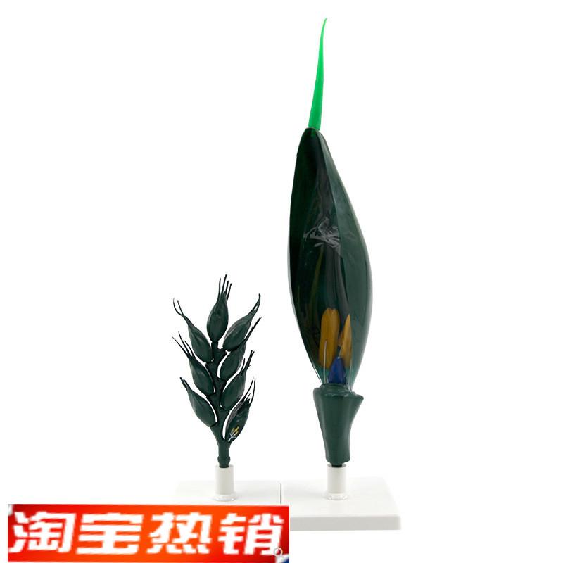 小麦花桃花根g尖植物细胞叶绿体双子叶单子叶种子芽结构玉米籽粒