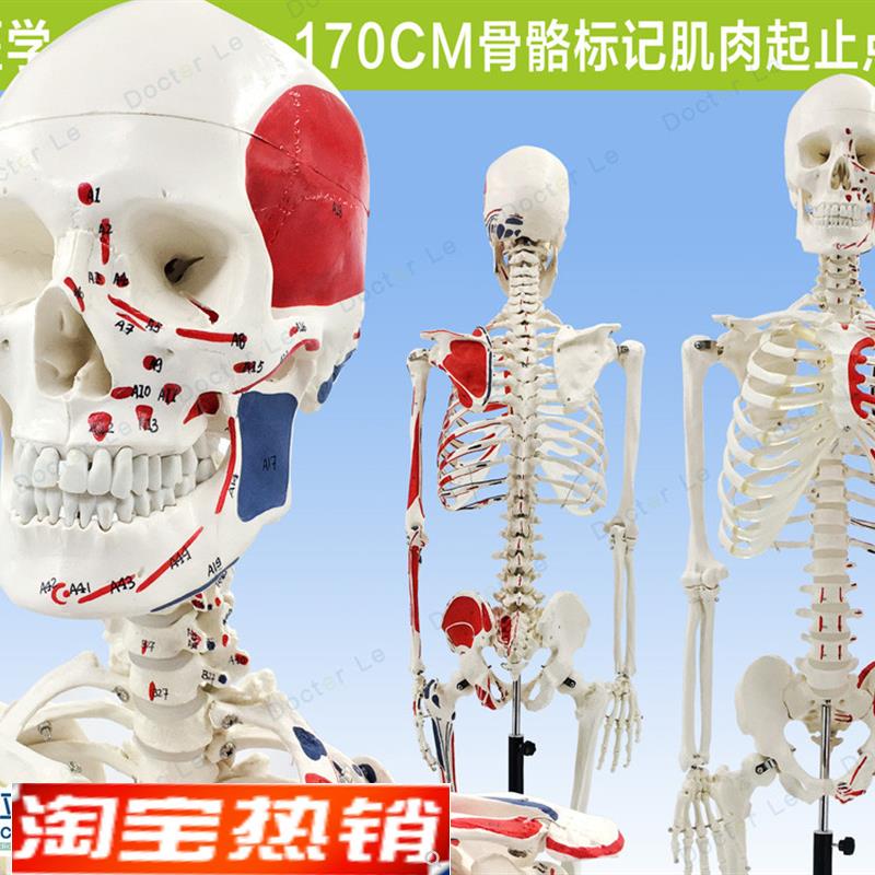 170CMd人体骨骼彩色骨架附肌肉起止点着色模型正骨健身房瑜伽教学