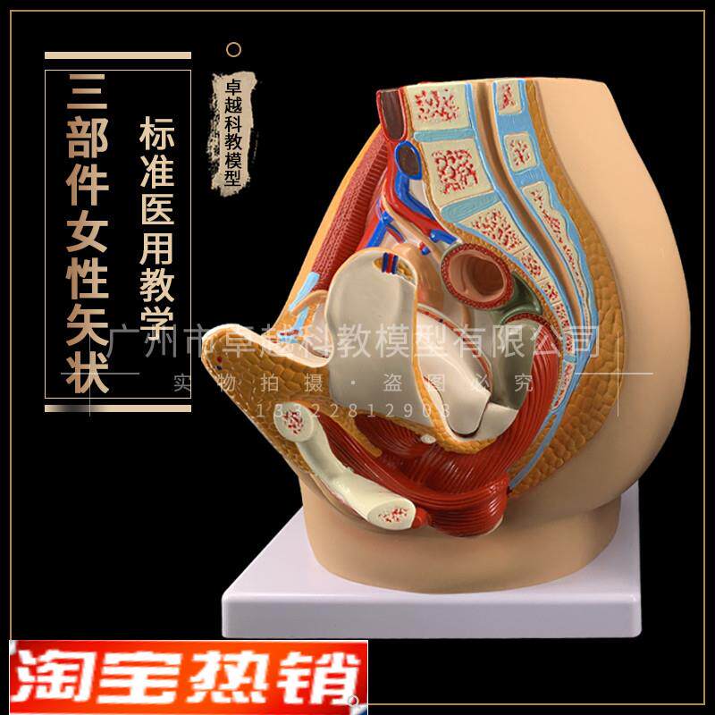 女性盆腔b女性矢状解剖模型3部件盆腔切面模型计划生育教学演示