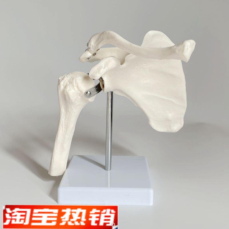 康泰医学模型肩关节功能演示肩周骨骼运动M旋转肌肉起止点康复瑜