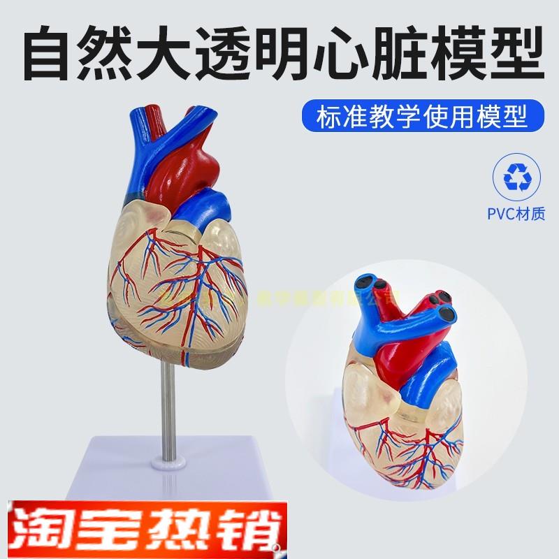 人体长管心脏解剖自然大人体心脏J透明心脏模型医学教具