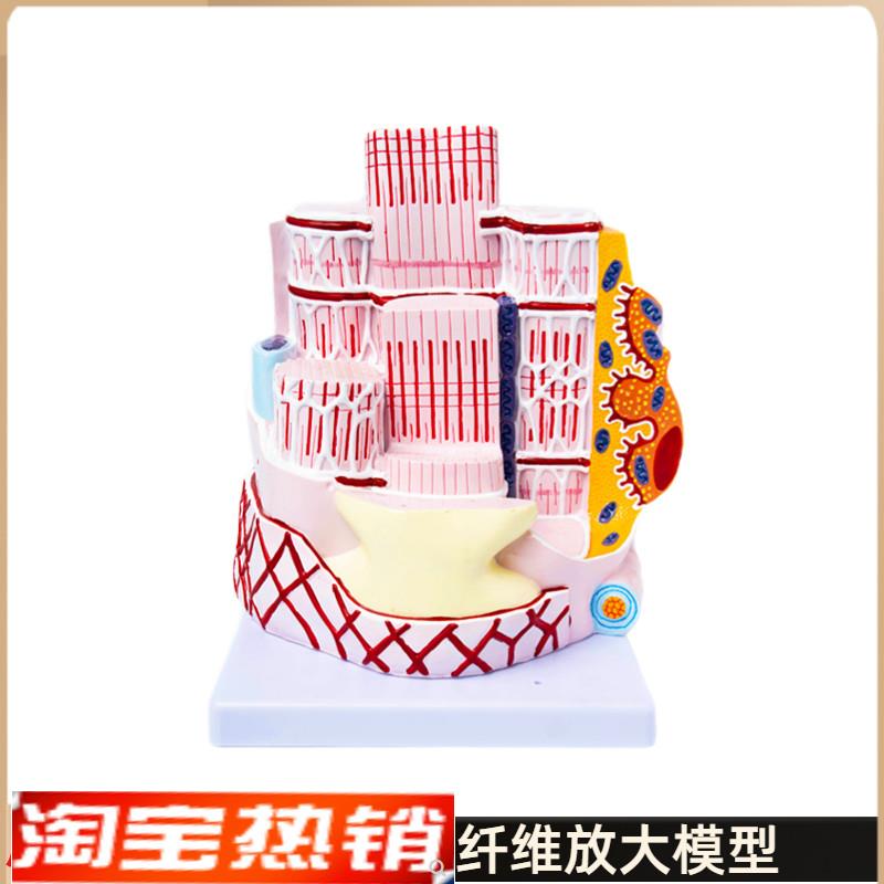 人体骨骼解剖g模型骨骼肌肉纤维放大结构模型医院学校教学演示教