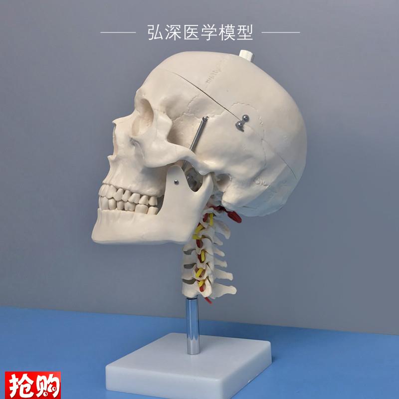 头骨带颈椎模型人体m头颅骨头颈动脉骷髅骨骼拆解活动医学教学模