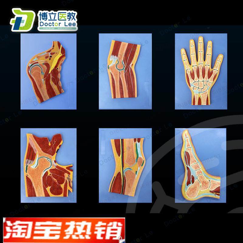 ct肩关节肘关节手q关节髋关节膝关节脚关节局解切面解剖学