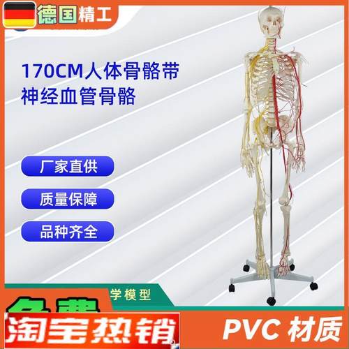 170CM带神经血管骨骼人体骨骼模型医学展N示实验教具