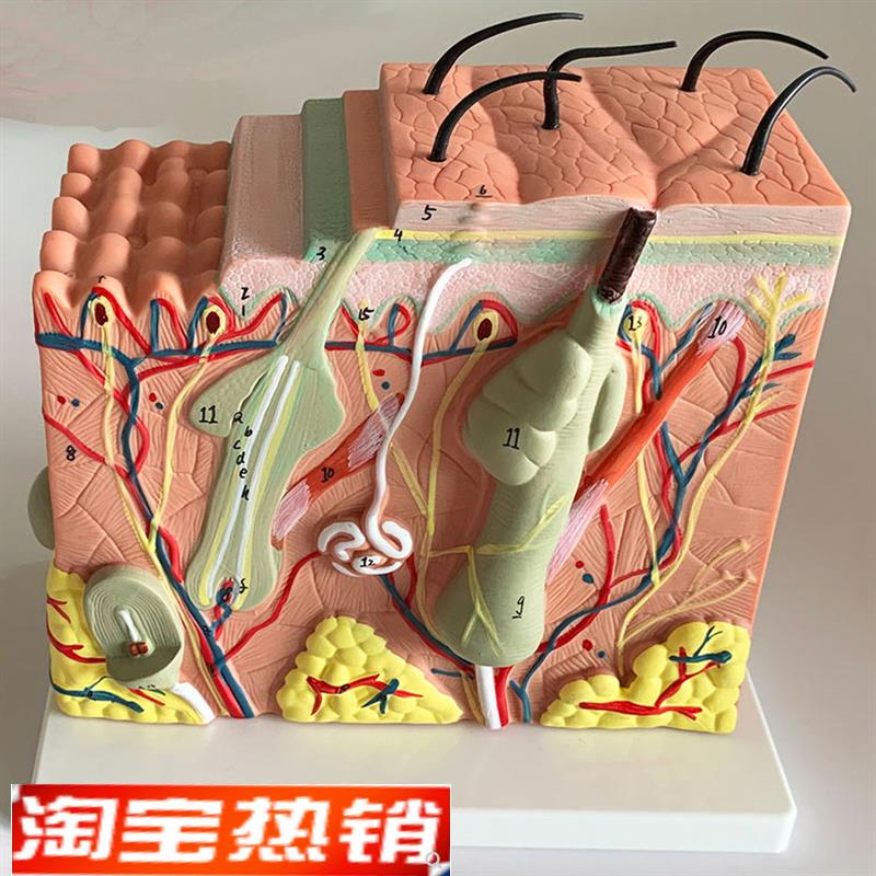 人体皮肤R解剖模型表皮毛囊解剖真皮皮下组织医学美容整形皮肤免