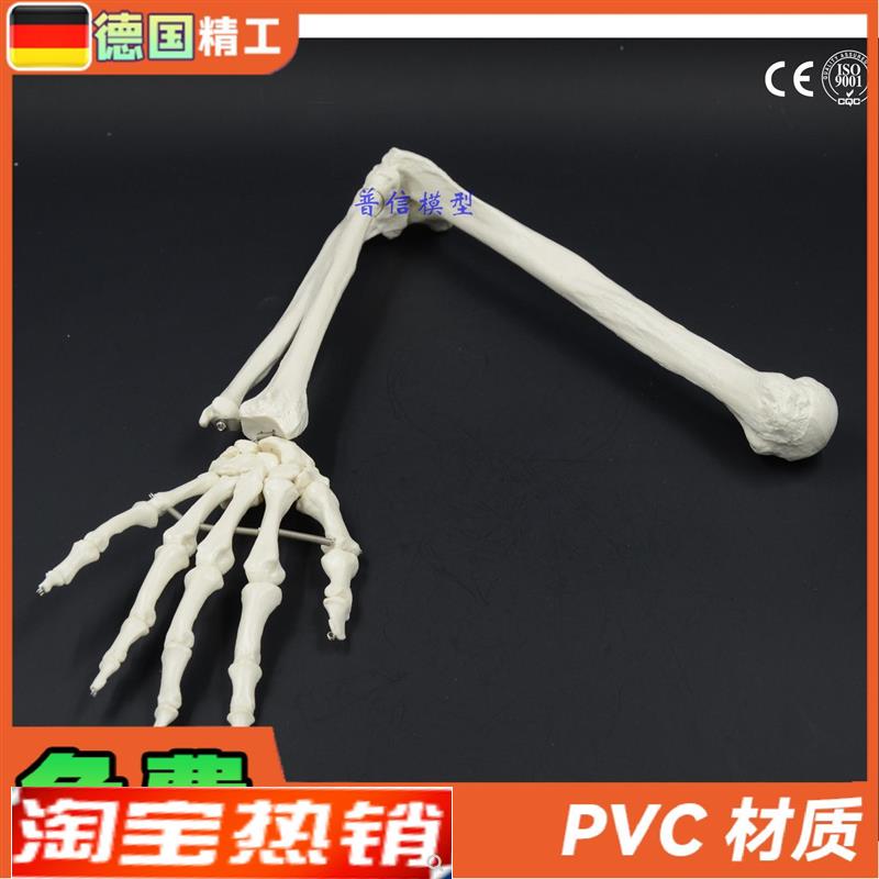 德国】人b体骨骼上肢骨成人手臂肱骨尺桡骨1比1手骨模型可弯曲