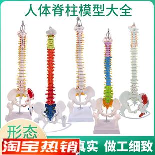 45cm人体脊柱模型医学正骨练习骨骼模型8N5cm脊椎骨架模型教学
