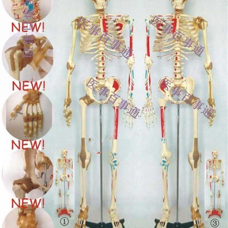 人体骨骼半边肌肉着色半边附肌肉A韧带模型,人体骨骼模型170CM