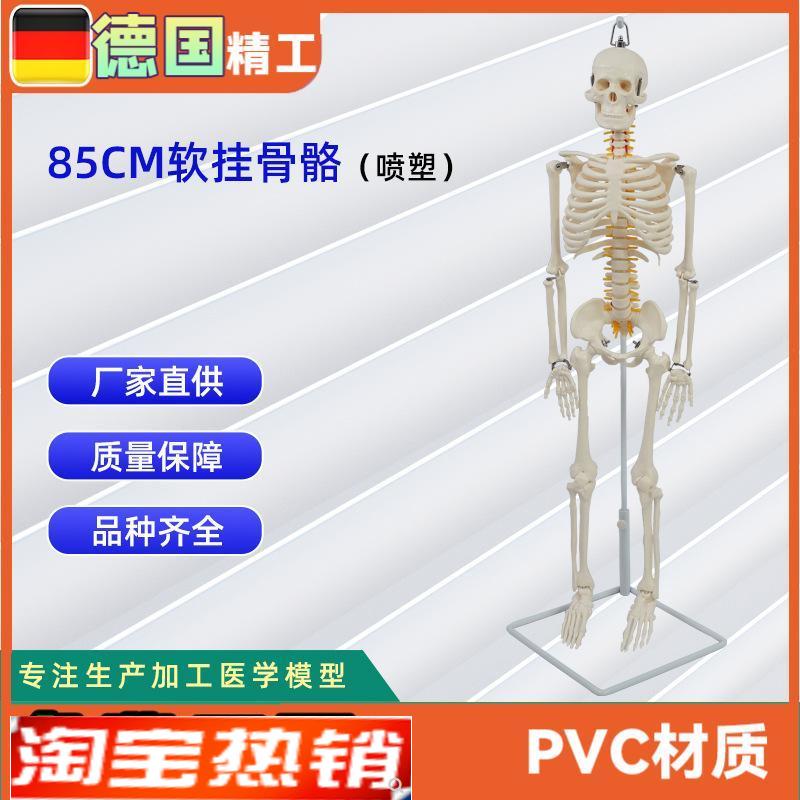德国】医学人体j85公分软挂骨骼模型教学器材模具演示