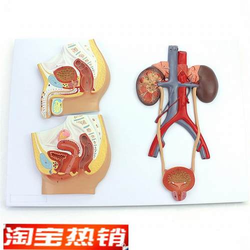 ENOVO颐诺医学用人体泌尿生殖系统模型男女泌R尿生殖解剖结构模型