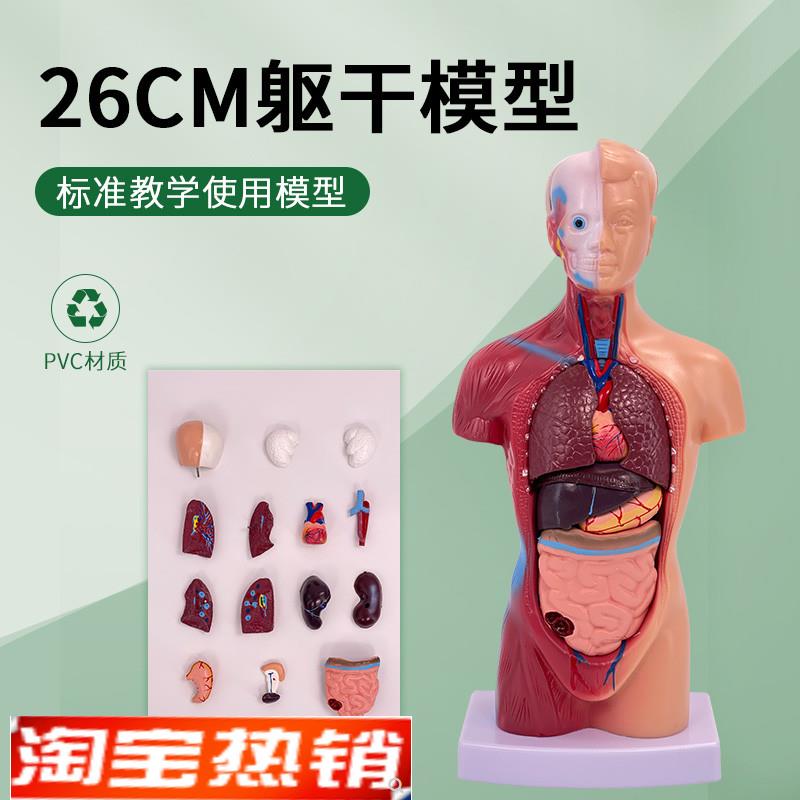 28cm人体躯干解剖模型器官可拆卸医学教学心脏O内脏模型玩具26cm