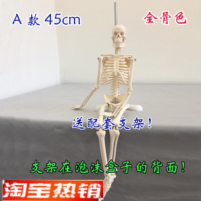 人体骨骼85fcm心脏神经肌肉起止45韧带脊椎弯曲模型骨架素描医用2
