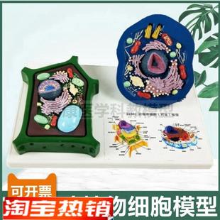 动物细胞模型植物细胞生物课用细胞器叶绿体细胞核高X尔基体线粒