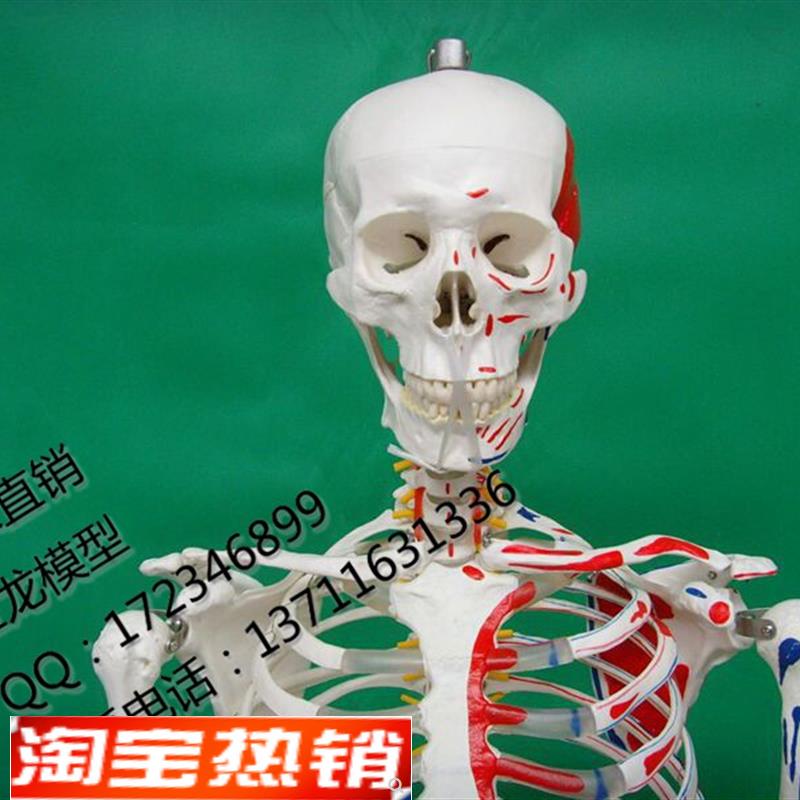 厂家直销医学教学170CM人体骨骼标本模型N附肌肉起止点骨架模型