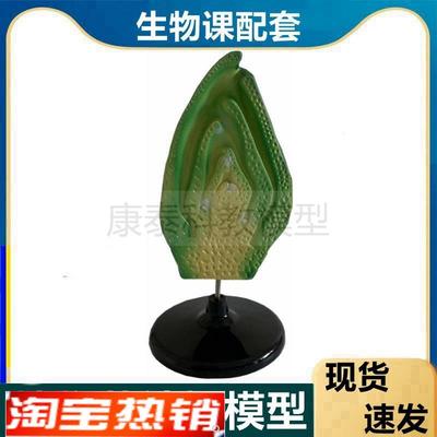 芽模型种子植物单子叶双子叶w细胞桃花小麦花中学生物课器材叶绿