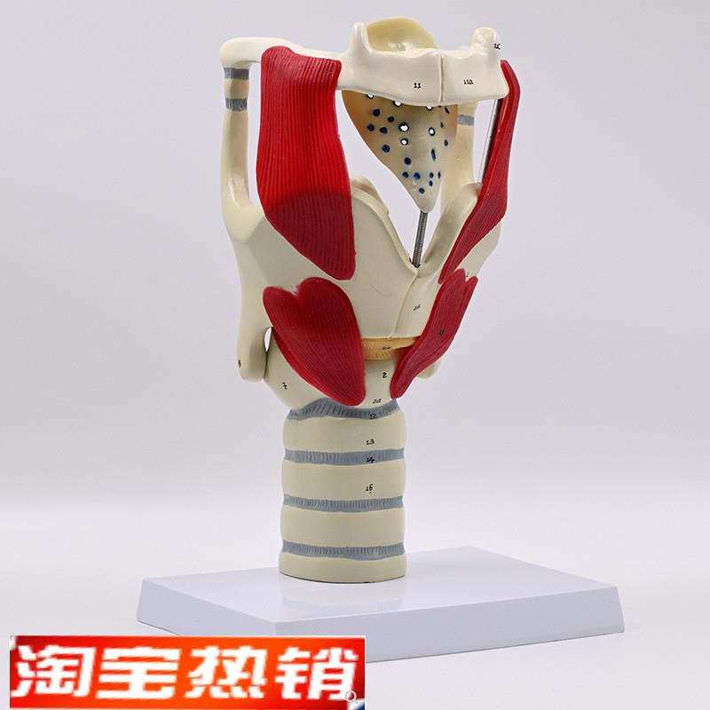 声带模型嗓子声音k器官声襞会厌软骨声门喉咙结构声乐教具发音练