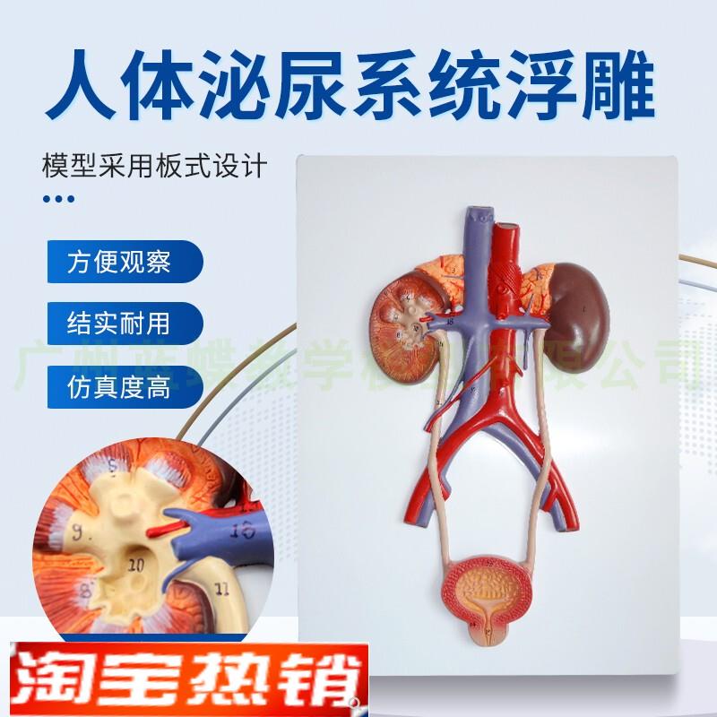 正品人体泌尿系统模型肾模型A输尿管膀胱尿道模型医学泌尿科