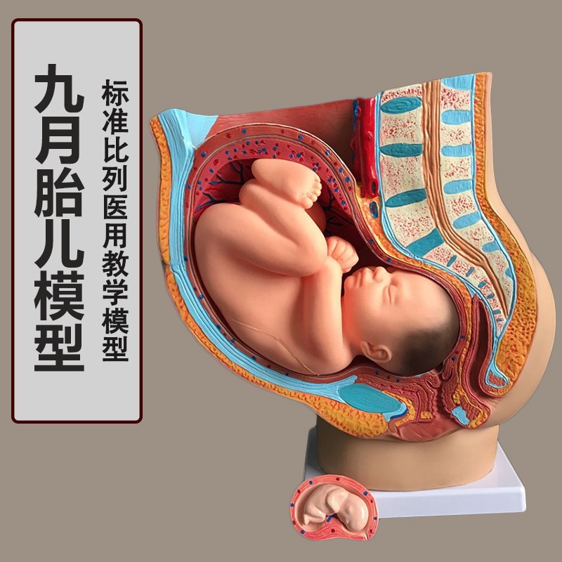 助产示教模型胚胎发育妊娠9y个月女性盆腔骨盆含九个月胎儿模型