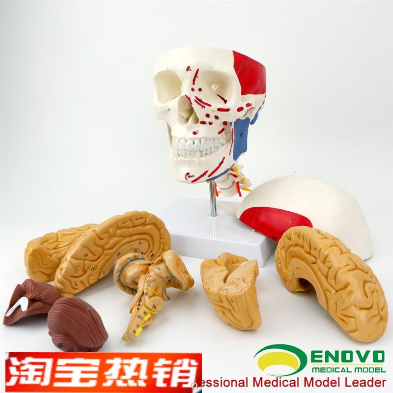 ENOVO颐诺医学人体头颅脑肌肉大脑模型颅脑神经科解剖头Y骨模型1: