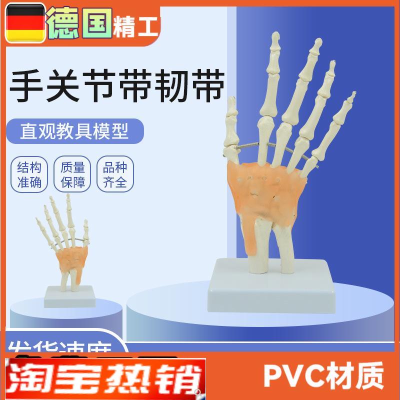 手骨模型腕关节韧带肌腱尺骨w桡骨人体骨骼解剖教具康复理解教学