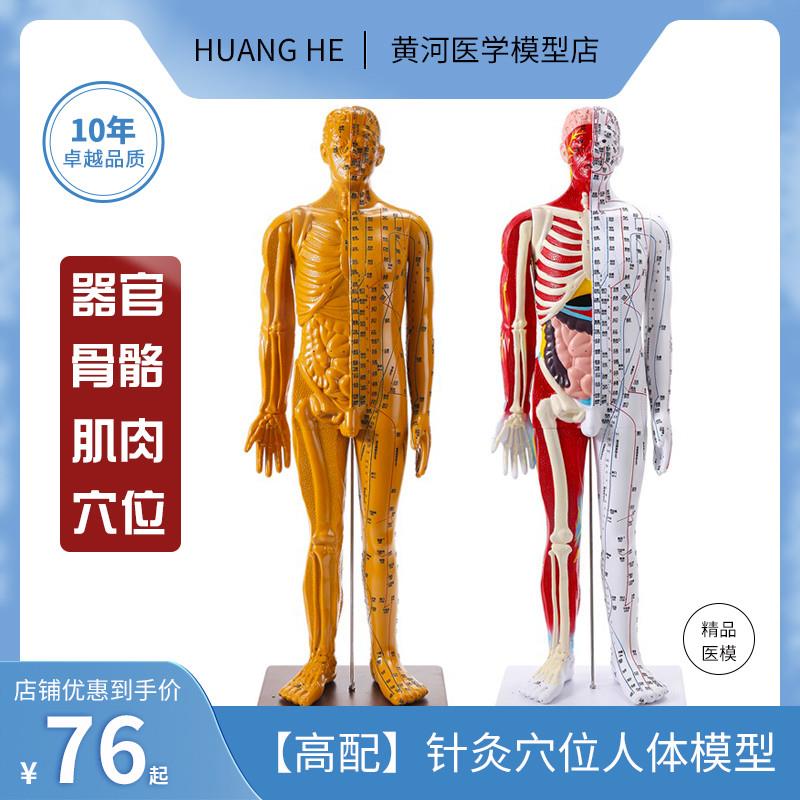 政河高品质中医针灸穴位人体模型人十二经络扎针小皮铜人全身玩具