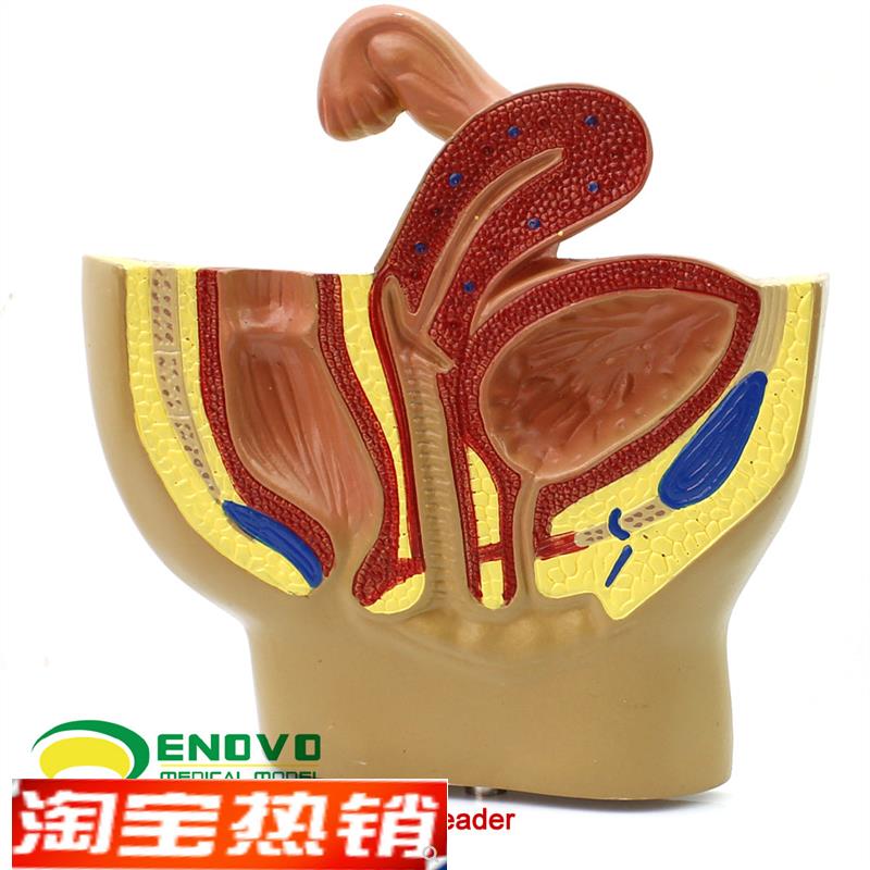 颐诺正品女性盆j腔系统生殖系统输卵管膀胱阴道直肠模型妇科医院