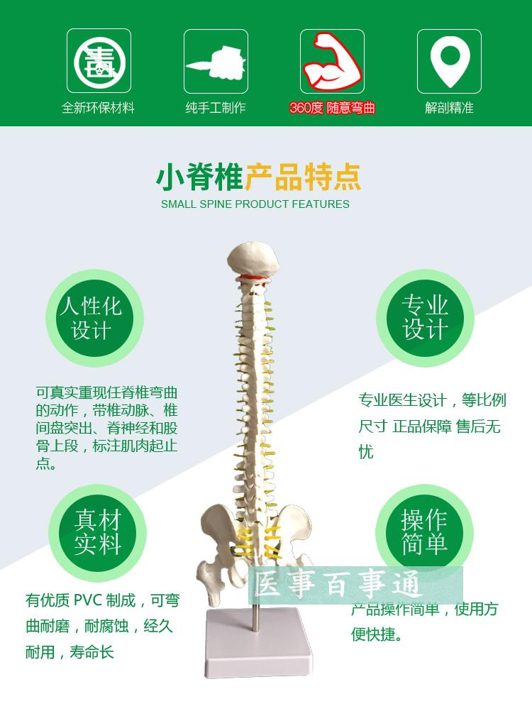 45CM人体脊柱模型人体脊椎模型 正F骨手法练习 脊椎附骨盆腰椎模