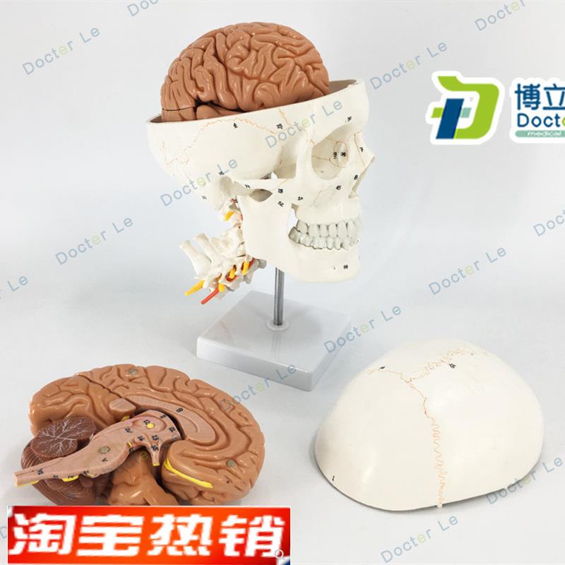 正品人体头颅骨大脑模型头骨模E型1:1颅脑颈椎神经科教学