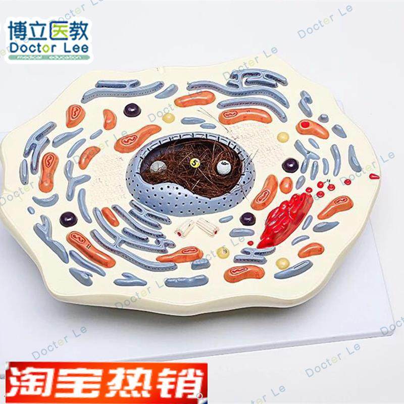 动物细胞模型显微结构u解剖模型细胞膜细胞质细胞核线粒体,玩具/童车/益智/积木/模型,其他模型玩具,淘宝优惠券,粉丝福利购,淘宝优惠卷