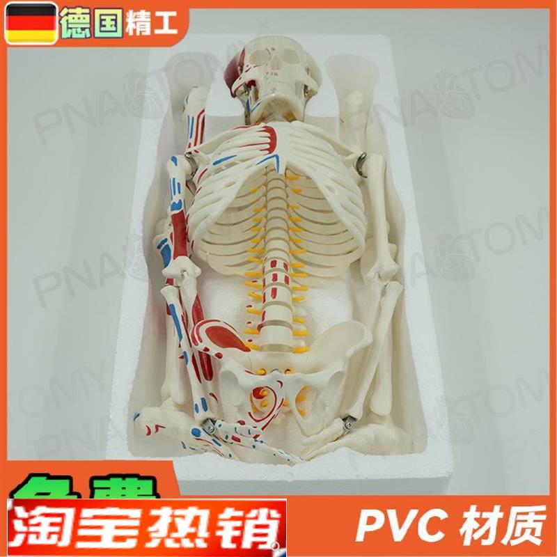 德国】85cm全身人体骨骼模型可拆卸可H活动肌肉着色脊神经椎间盘