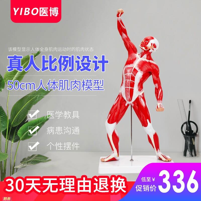 人体肌肉模型美术医用彷真骨骼肌肉组织解刨模型健身教学模型