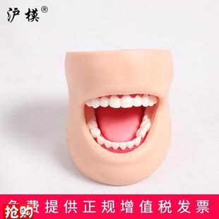 Kg4牙护理带脸颊模型正常大小牙护理保健口腔护理清洁牙齿 沪模HM