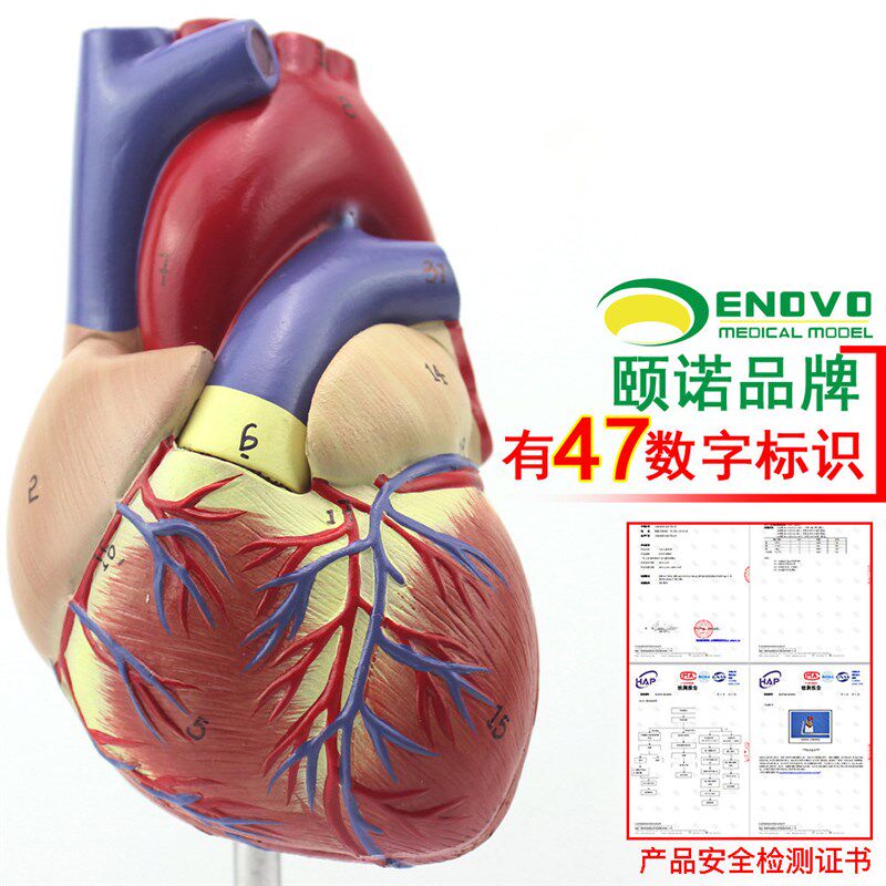 ENOVO颐f诺1:1人体心脏模型B超彩超声医学心内科心脏解剖教