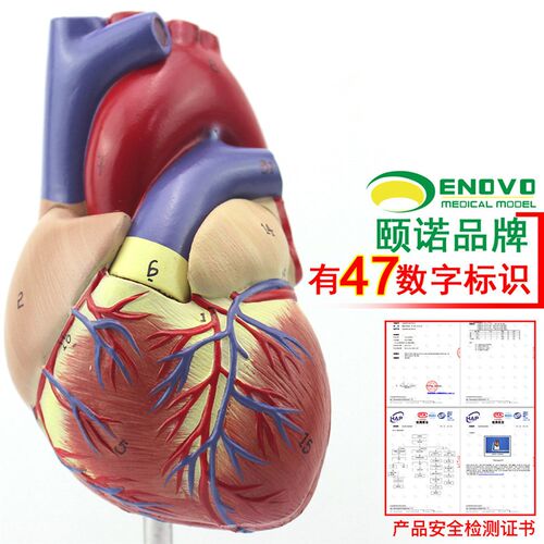 ENOVO颐f诺1:1人体心脏模型B超彩超声医学心内科心脏解剖教学冠状