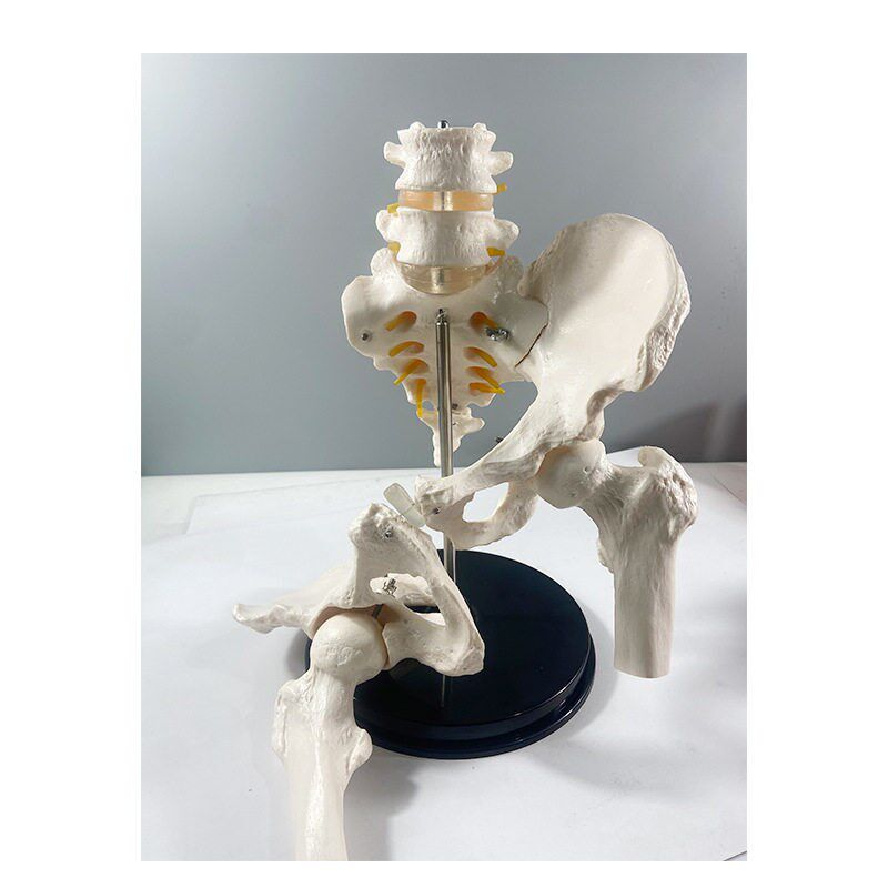 1比1腰椎带骨盆关节o可拆卸骶髂耻骨联合股骨头康复正骨产后修复