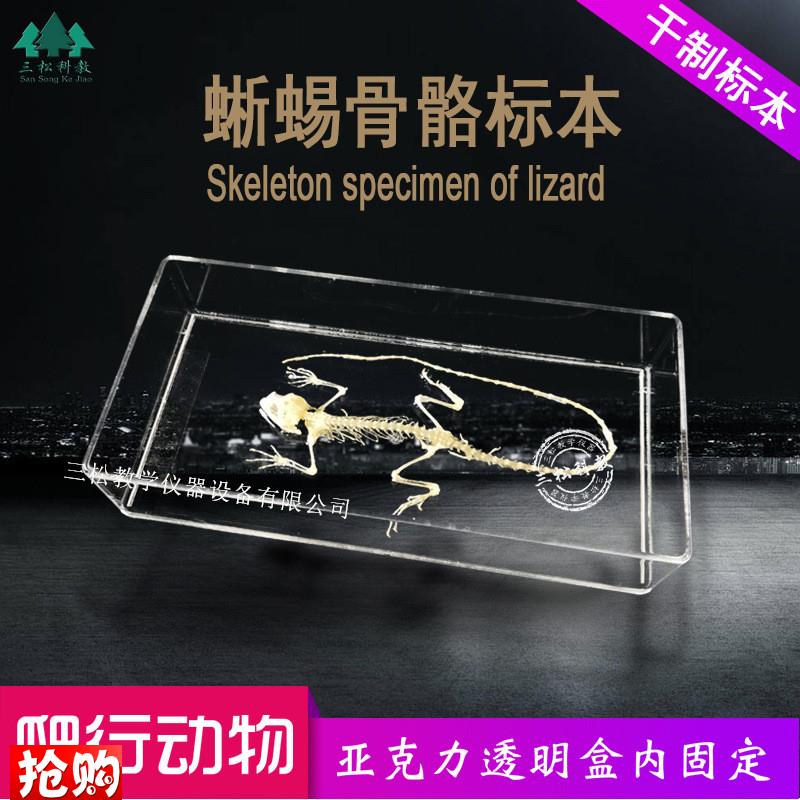 蜥蜴骨骼标本生物解剖标本爬行动物教学科O研展览中小学幼教配套