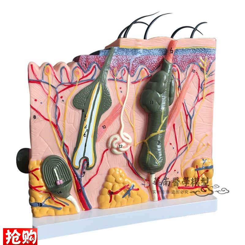医学人体脚关节肌肉神p经血管韧带足底层次解剖模型手足外科标本