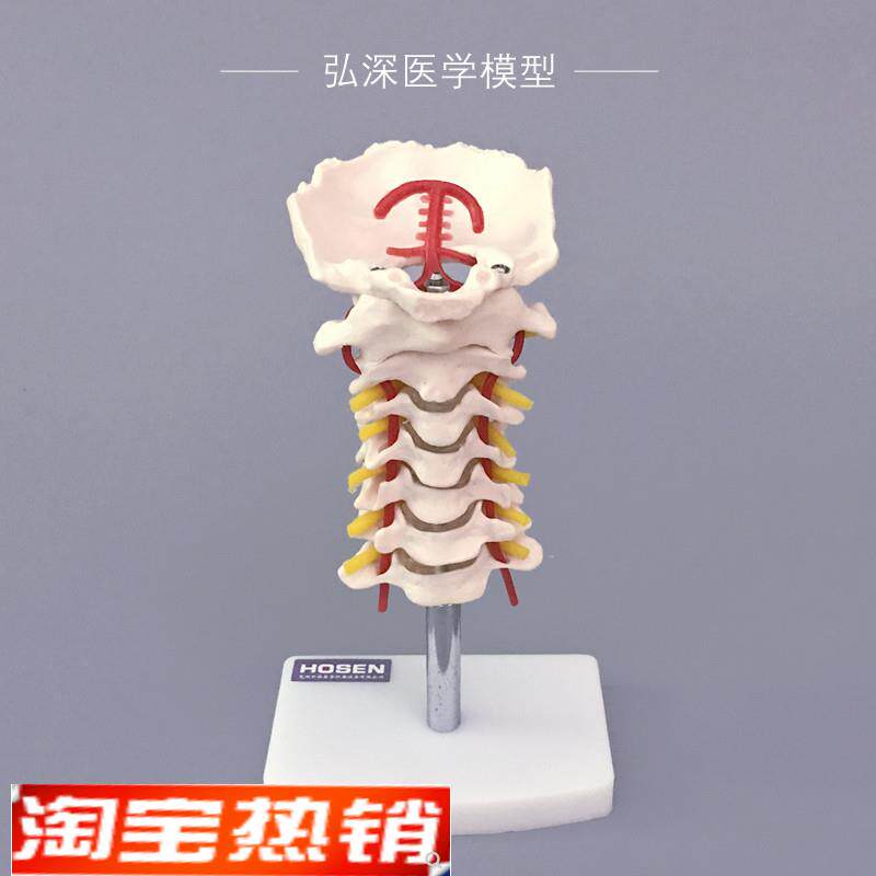 人体颈椎模型带颈动脉后枕骨y骼血管神经骨科医学教学塑料模具弘