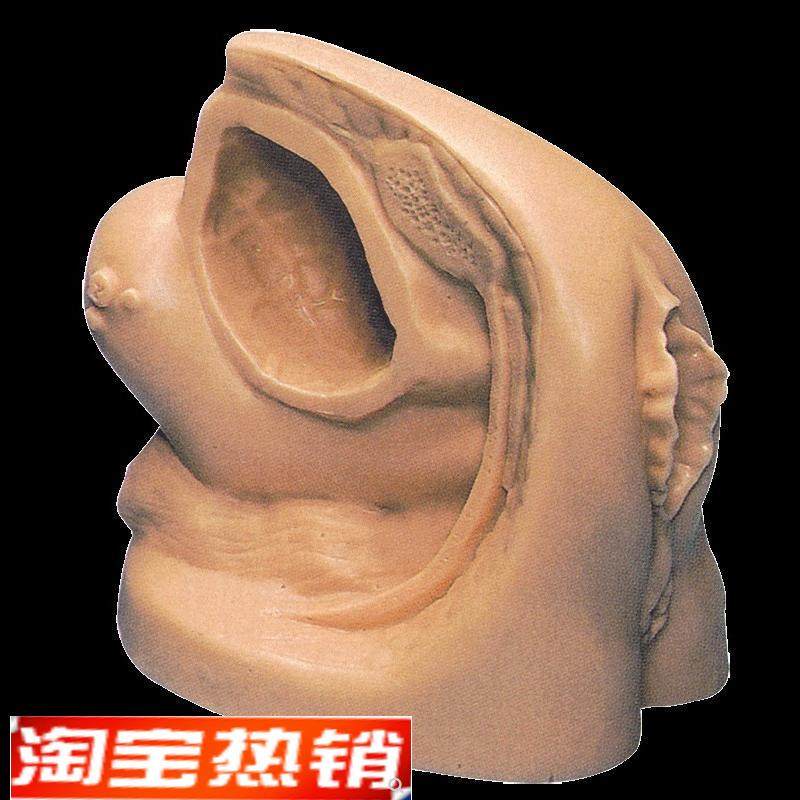 女性内外生殖j器模型及导尿模型GD/H18F