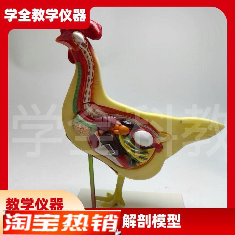 鸡解剖模型鸡结构模m型动物教学解剖模型兽医畜牧教学生物教学教